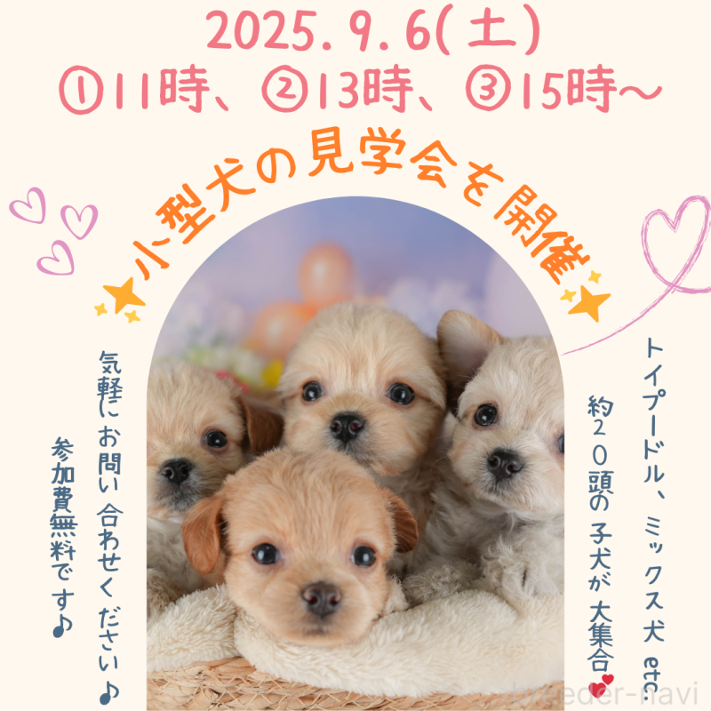 成約済の栃木県のチワプー:チワワ×トイプードル-406395の5枚目